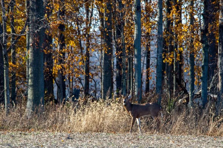 Revised Ohio antler-less deer season