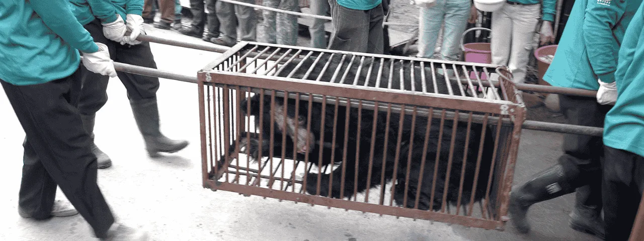 Save the Moon Bears!