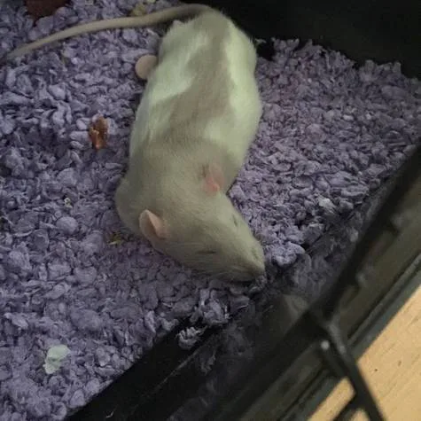 He is NOT just a rat in a cage.
