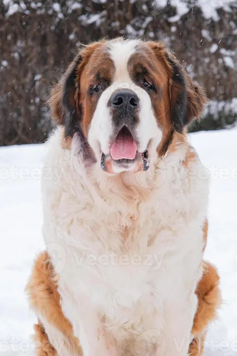 Please Help Us Get Our Dogs Back