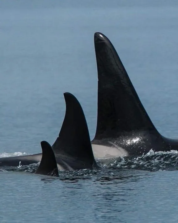 Our Orcas Should Stay in the USA
