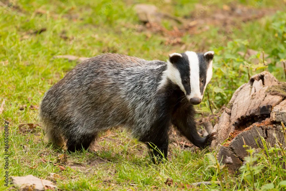 Stop the Proposed Badger Cull in Britain