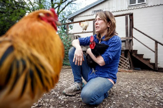 No on Crowing fowl permit