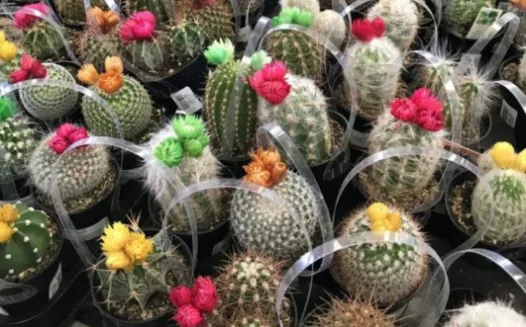 Fake flowers on cactus is bad business