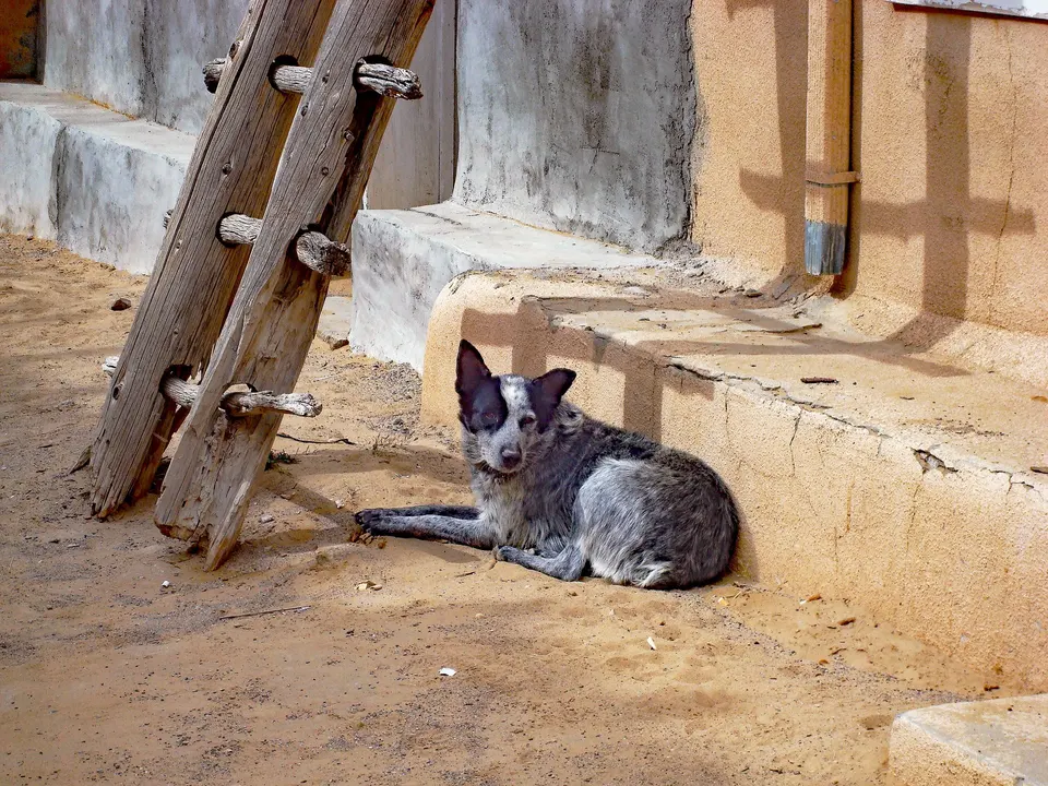 LA ORDENANZA DE CREACIÓN DEL CENTRO DE GESTIÓN ZOOSANITARIO DE FAUNA URBANA, ASÍ COMO LA PROTECCIÓN Y CONTROL DE OTROS ANIMALES DENTRO DEL CANTON 