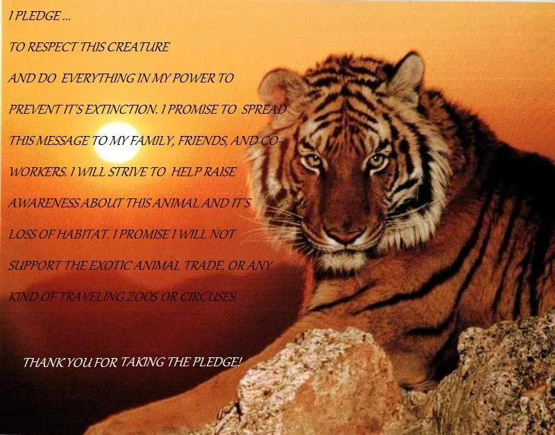 Save Our Tigers!