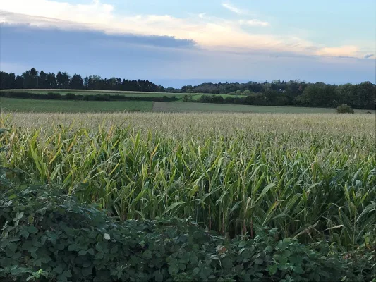Tegen beschadigen waardevol agrarisch gebied - Trambedding Vossem