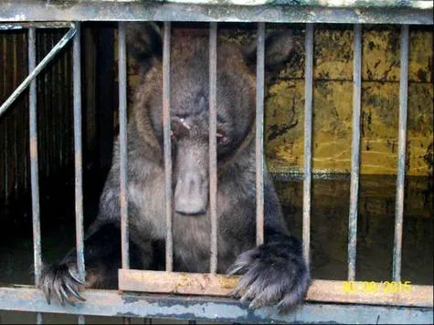 Let's fight, to treat the zoo animals right!