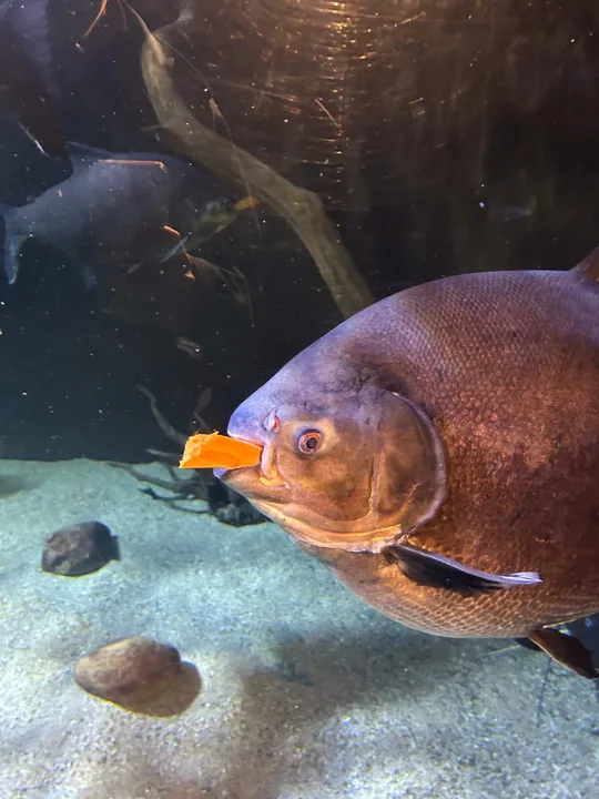 Stop  the selling  of Pacu\'s