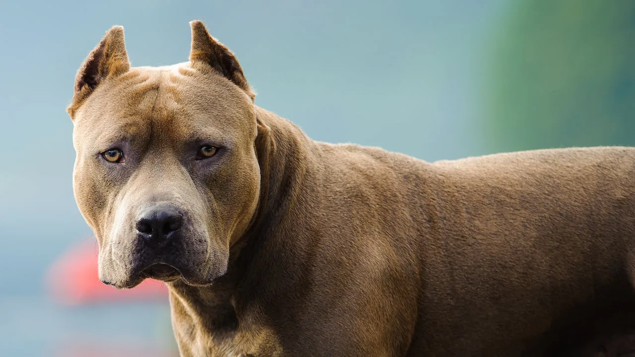 STOP pit bull banning laws