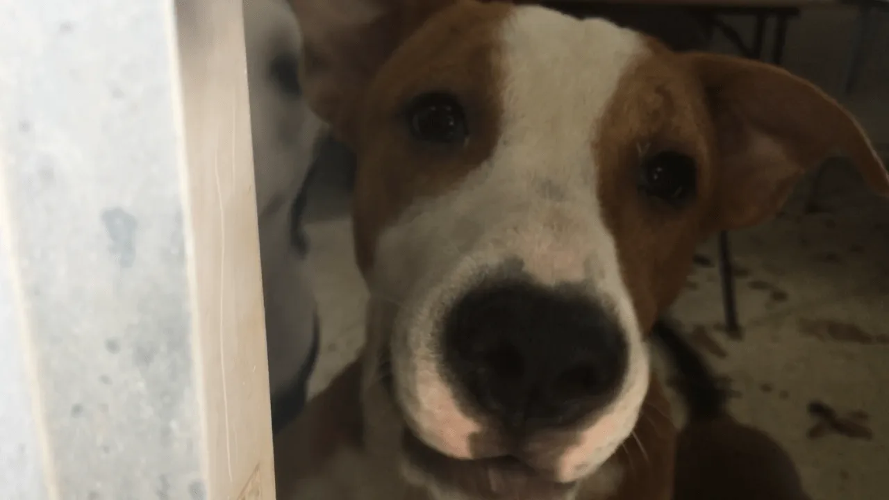Delaware County Needs Animal Control