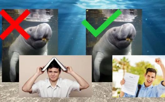 Complimentary manatees for Music Tripos Part Ia