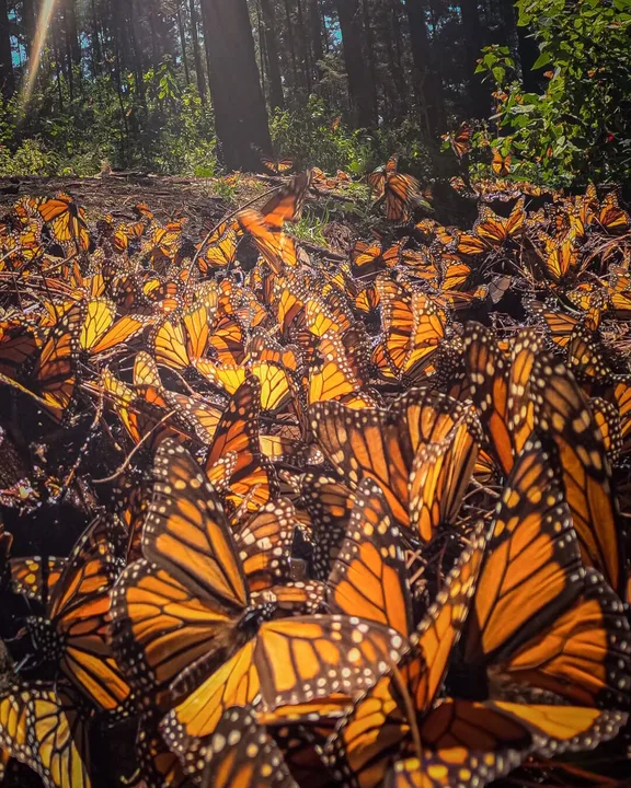 Save the monarch butterfly Winter habitat in Mexico