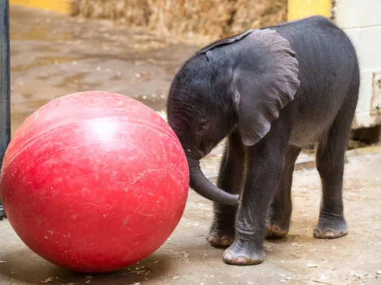 protecting animals from mistreatment