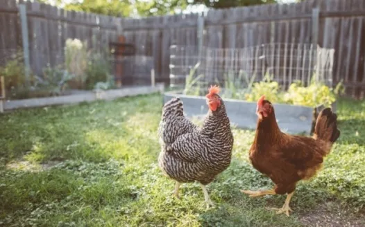 Amend Stirling-Rawdon’s Bylaws to Allow for Backyard Hens