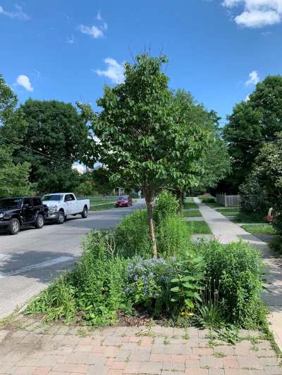 Petition to Beautify Our Streets