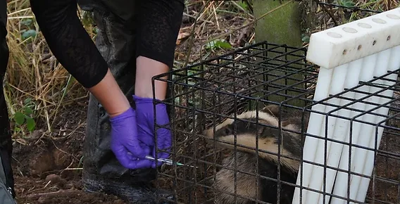 Save Reigate and Banstead Borough Council's Badgers from Culling