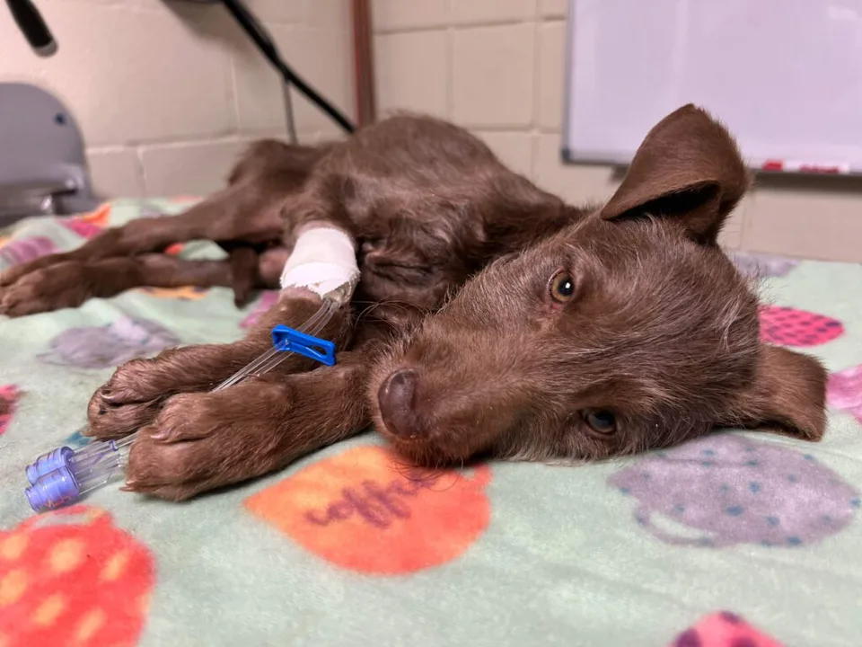 Help me Stop this Dishonorable Breeder