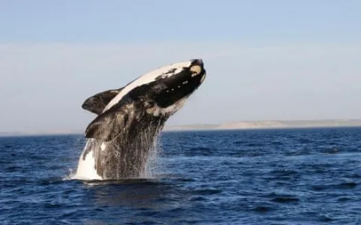 Save the bight!