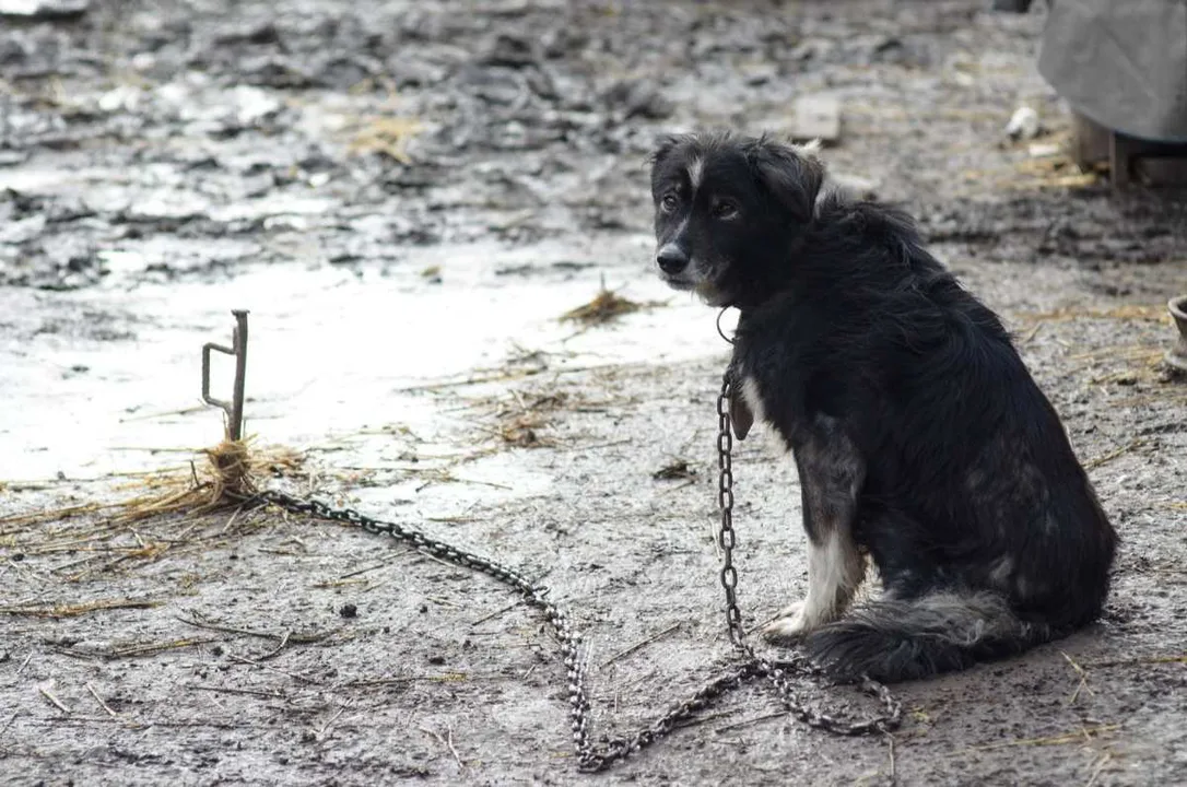 Ban tethering and chaining of dogs in the Town of Wake Forest, North Carolina