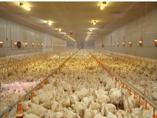 Goose Lake Chicken CAFO Petition