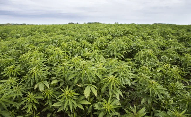 Legalize Hemp in Mono County