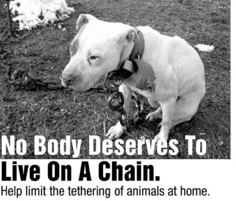 Help Dogs in Port Chester, NY
