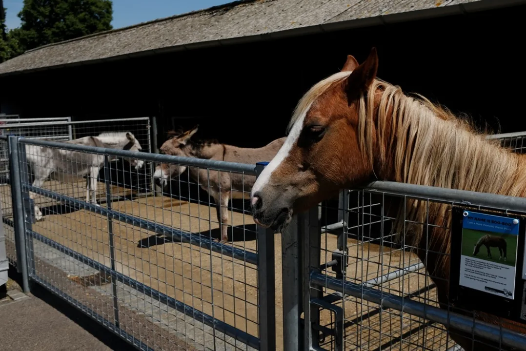 Help Save Harlow Town Pets Corner