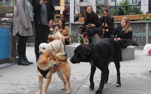 Queen Anne Dog Park