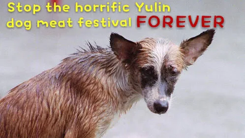 stop yulin