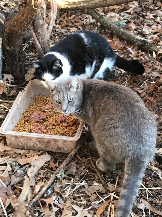 LEGALIZE TNR in Prince William County VA (Trap-Neuter-Release)