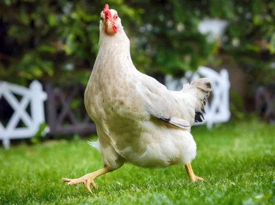 Tiny Residents - Wings up for Backyard Hens!