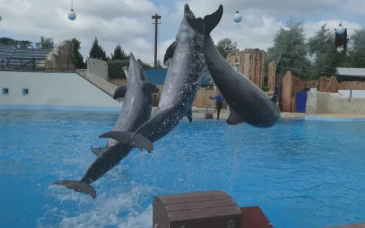 Nos cétacés onts le droit à la reproduction pour leur êtres dans nos parcs aquatiques indispensable