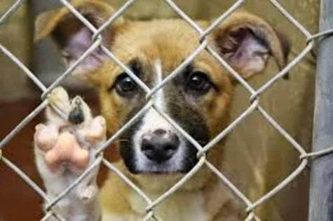 XXX STOP ANIMAL CRUELTY!