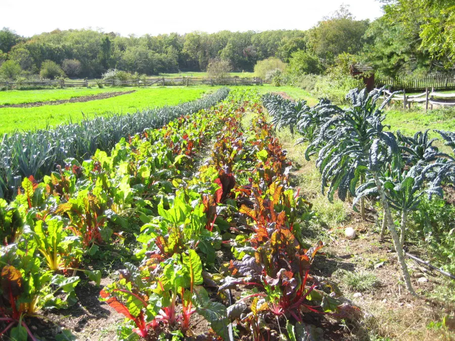 Save Long Island Farms-Armstrong Farm 