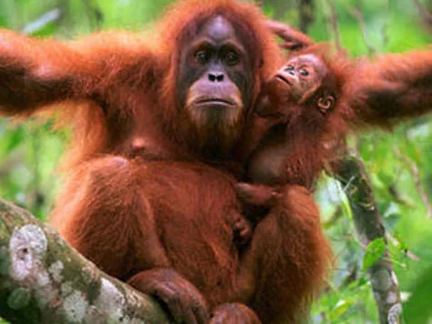 Save The Orangutans