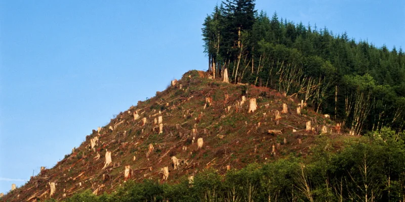 Lets Stop Deforestation!!!