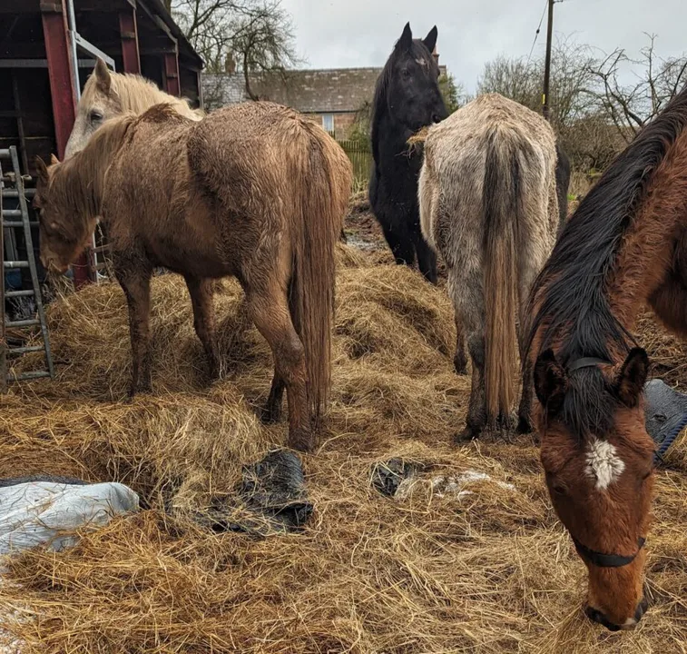 Save the surviving horses from starvation and neglect