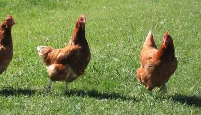 Petition to Allow Backyard Chickens in Dravosburg, PA