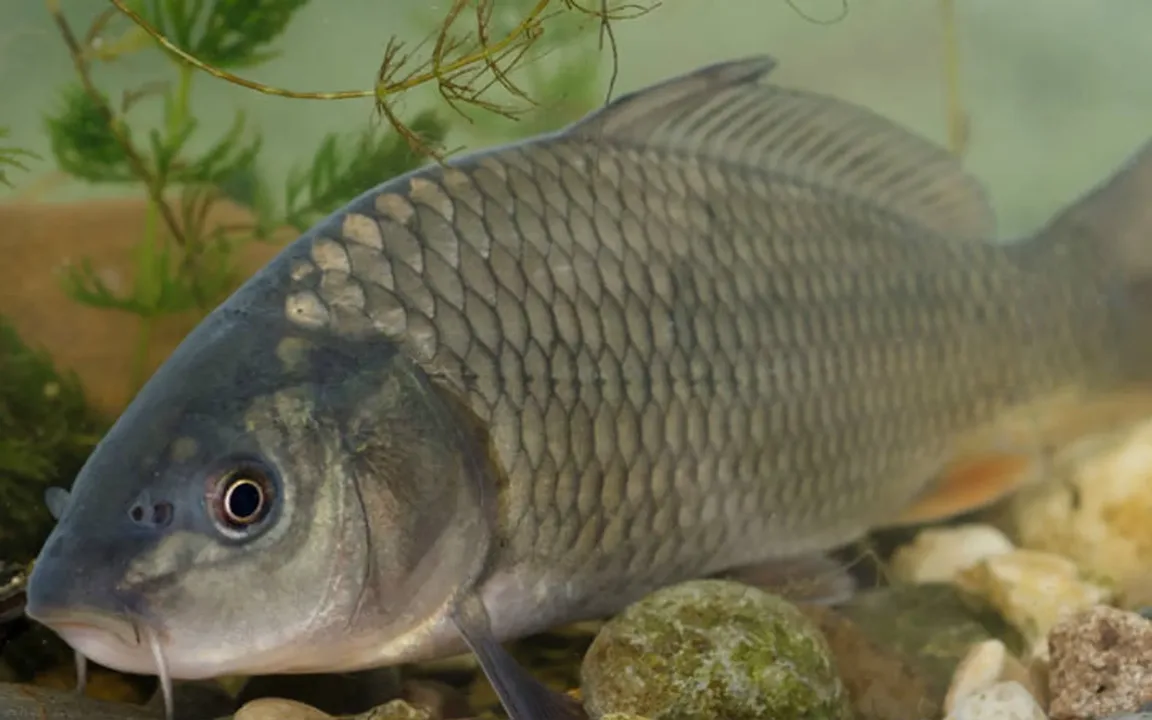 To stop the de-stocking of Carp in UK canals 