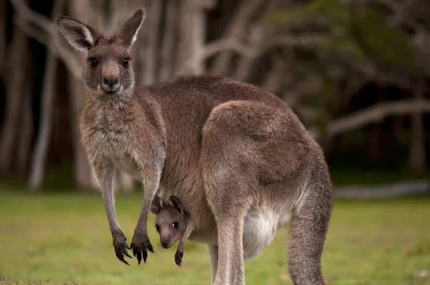 ​  End the Largest Mammal Slaughter in the World!