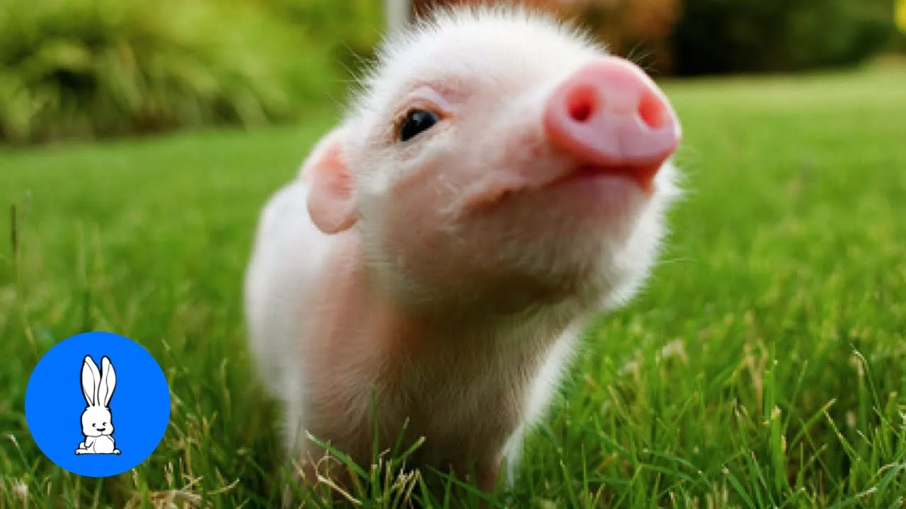 If I get 1000 'followers' my parents will get me a mini pig :3