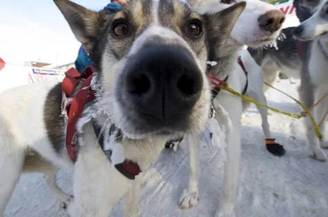 Save the dogs from their Last Great Race on Earth