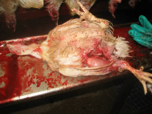 No to Islip Slaughterhouse