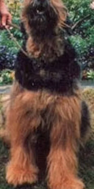 Protecting The Black Russian Terrier