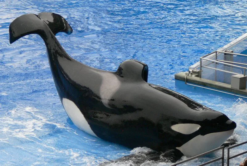 Save Tilikum the killer whale in captivity for over 30 years!!!!!!!!