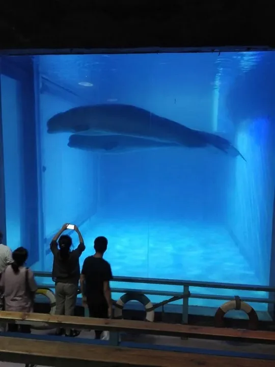 Save The Belugas
