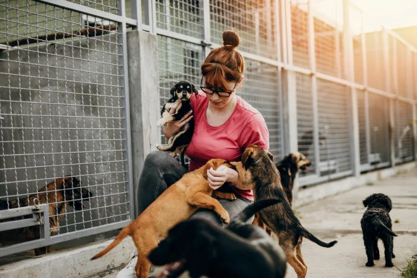Stop abuses against Romanian animals!