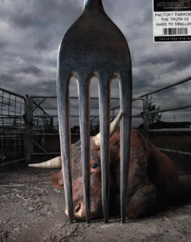 It's time to STOP animal cruelty in Australia.