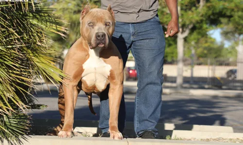 Create an official XXL American Bully Class in the ABKC